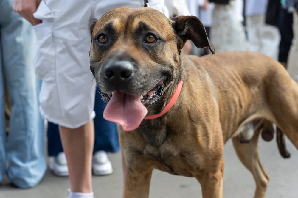 Brown short-coated dog with tongue out at a street event, illustrating that subject priority is not always a centered face on a human.
